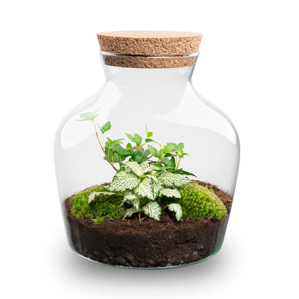 Planten terrarium - Little Joe - Ecosysteem plant - ↑ 21,5 cm