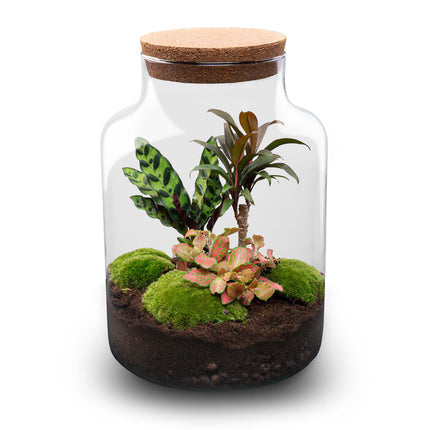 Planten terrarium - Milky Palm - Ecosysteem plant - ↑ 30 cm