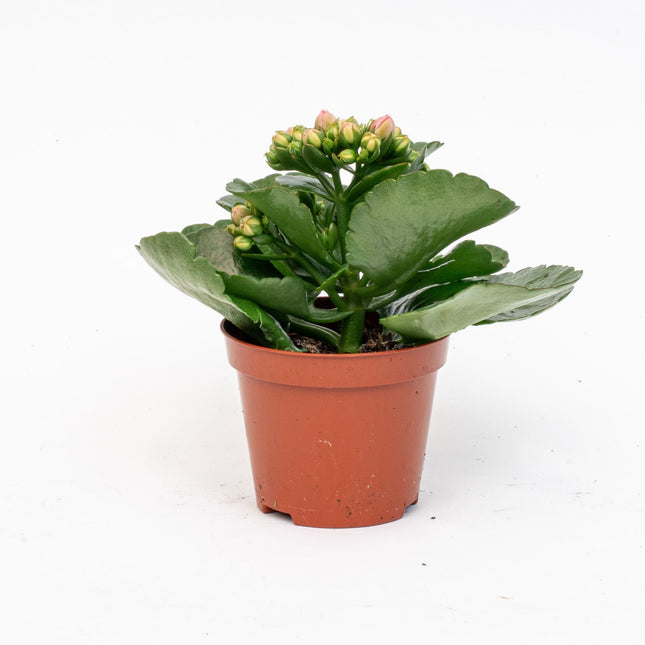 Kalanchoë - Potmaat 7 cm - ↑ 15 cm