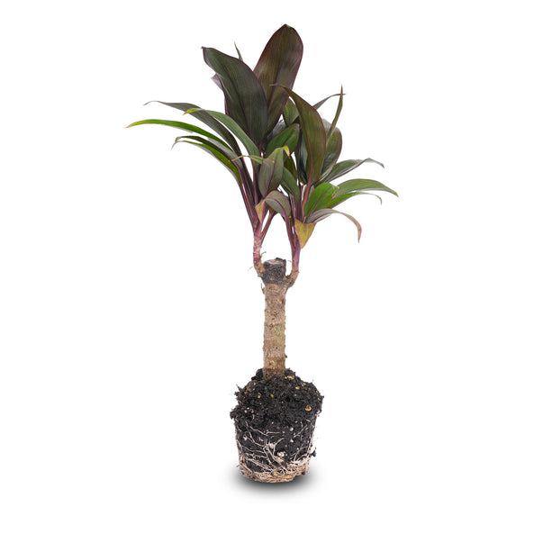 Mini-palm - Cordyline fruticosa 'Purple Compacta' - Terrarium plant