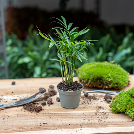 Bergpalm - Chamaedorea elegans 'baby' - Terrarium plant