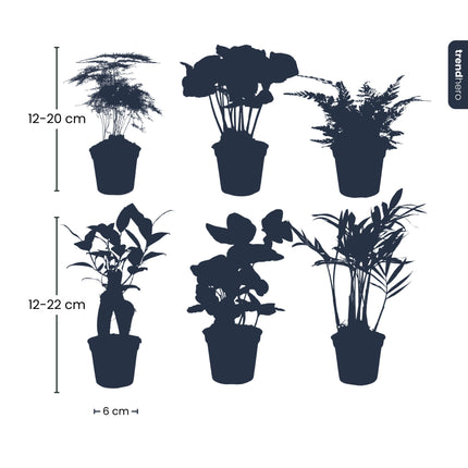 Planten set - 6 groene planten - Baby en terrarium planten
