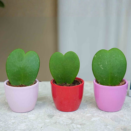 Plant set van 3 met mini pot - Love - roze/rood - Ø 6 cm