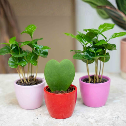 Plant set van 3 met mini pot - Love - roze/rood - Ø 6 cm