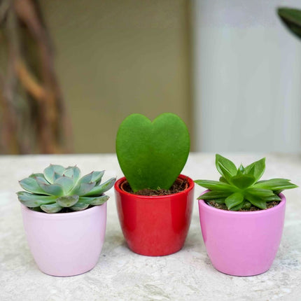 Plant set van 3 met mini pot - Love - roze/rood - Ø 6 cm