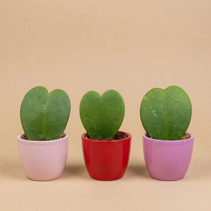 Plant set van 3 met mini pot - Love - roze/rood - Ø 6 cm