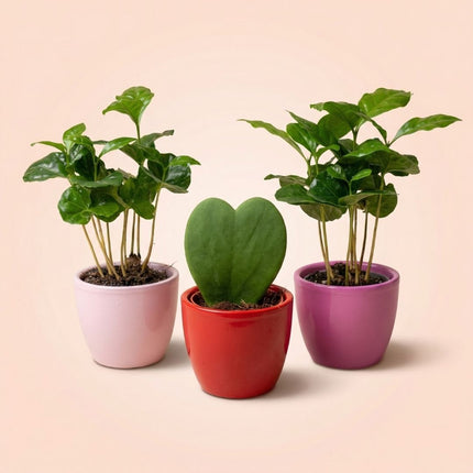 Plant set van 3 met mini pot - Love - roze/rood - Ø 6 cm