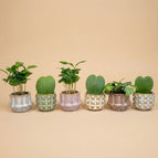 Planten mix