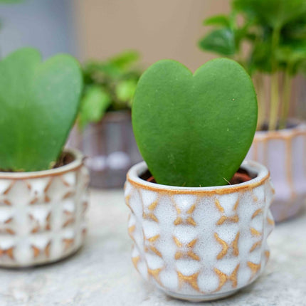 Plantenset van 6 met pot set San Juan - Cactus/planten mix - Ø 6 cm