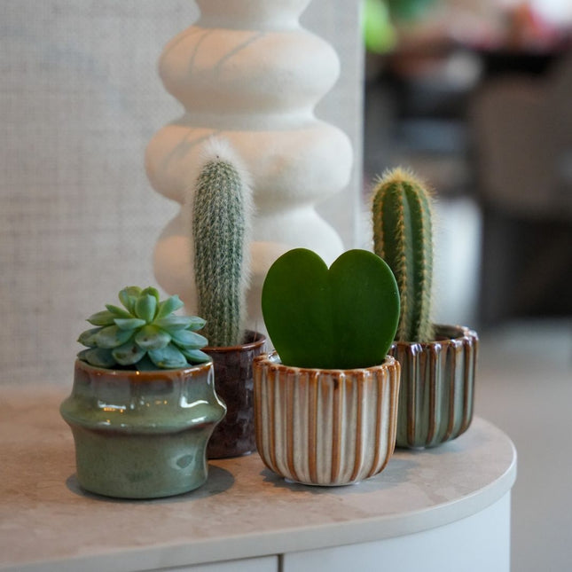 Plantenset van 6 met pot set San Juan - Cactus/planten mix - Ø 6 cm