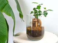 Ficus Ginseng bonsai
