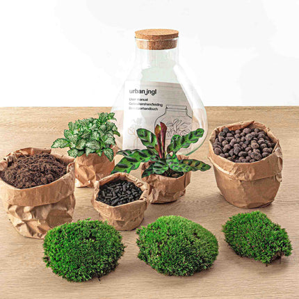 Planten terrarium - Sammie - Ecosysteem plant - ↑ 27 cm