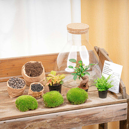 Planten terrarium - DIY - Sam XL Bonsai - Ecosysteem plant - ↑ 35 cm