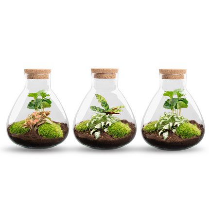 Sammie - DIY Planten terrarium - Ecosysteem plant - Ø 22,5 cm ↑ 27 cm