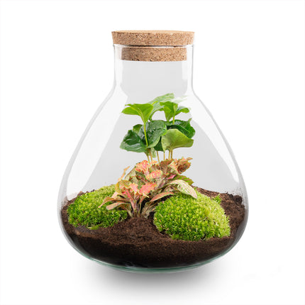 Planten terrarium - Sammie - Ecosysteem plant - ↑ 27 cm