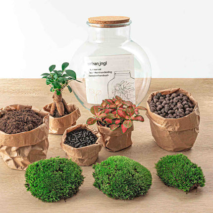 Planten terrarium - Teddy bonsai - Ecosysteem plant - ↑ 26,5 cm