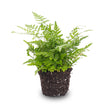 Varen - Athyrium spicatum - Terrarium plant