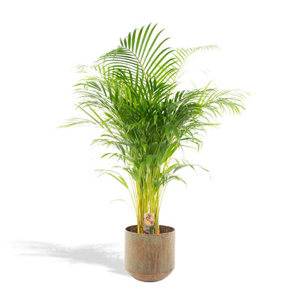 Areca palm - Ø21cm - ↑ 110cm