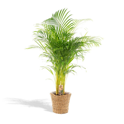 Areca palm - Ø21cm - ↑ 110cm