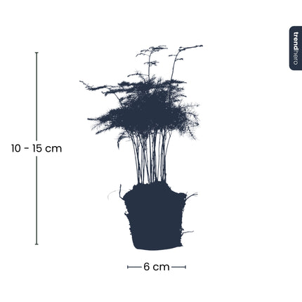 Asparagus Setaceuse Plumosus – Sierasperge - Terrarium plant - Ø 6 cm