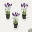 Lavendel 3 stuks - Kunstplanten - Bundelset