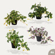 Hangplanten mix - 4 stuks - Kunstplanten - Bundelset