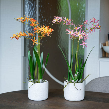 Renanthera orchidee Mix - 2 stuks - Kunstplanten - Bundel set