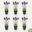 Lavendel - 6 stuks - Kunstplanten - Bundelset