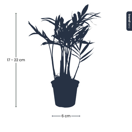 Bergpalm - Chamaedorea elegans 'baby' - Terrarium plant