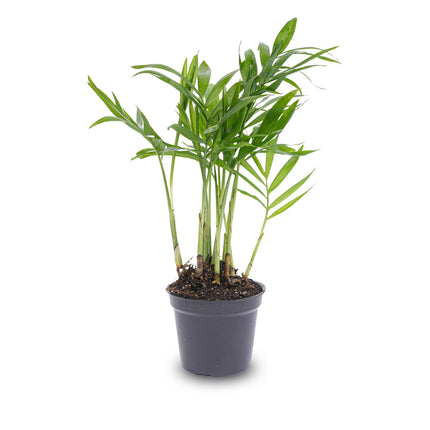 Bergpalm - Chamaedorea elegans 'baby' - Terrarium plant