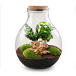 Planten terrarium - Big Paul Red - Mini-ecosysteem - ↑ 39 - 46 cm