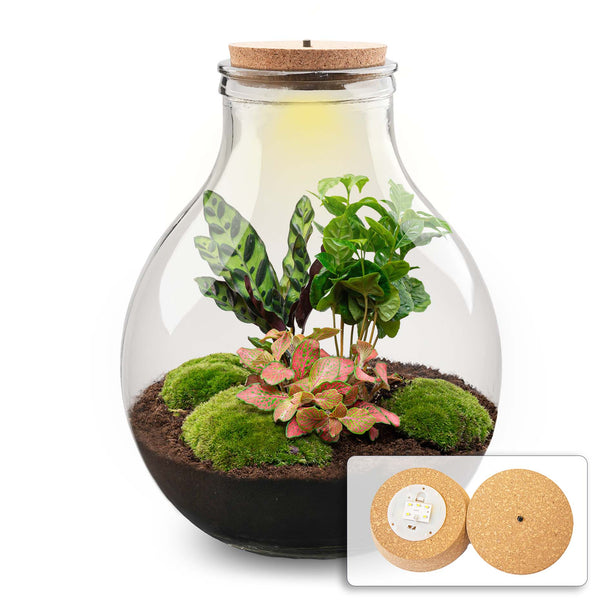 Planten terrarium - Big Paul Red - Mini-ecosysteem - ↑ 39 - 46 cm