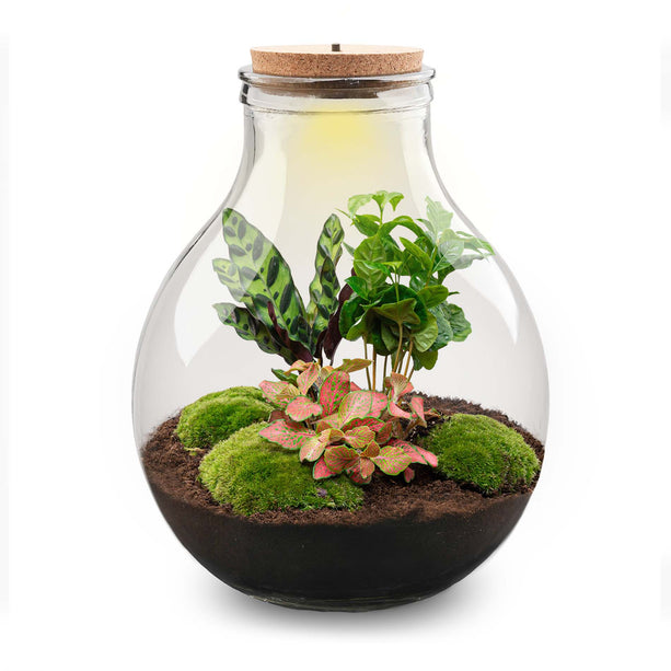 Planten terrarium - Big Paul Red - Mini-ecosysteem - ↑ 39 - 46 cm