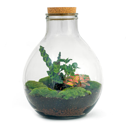 Planten terrarium - Big Paul Red - Mini-ecosysteem - ↑ 39 - 46 cm