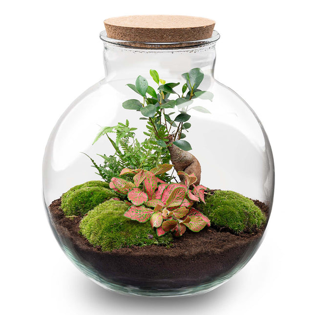 Bolder Bob Bonsai - DIY Planten terrarium -  Ecosysteem plant - Ø 31 cm ↑ 30 cm