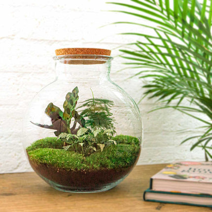 Planten terrarium - Bolder Bob - Ecosysteem plant - ↑ 30 cm