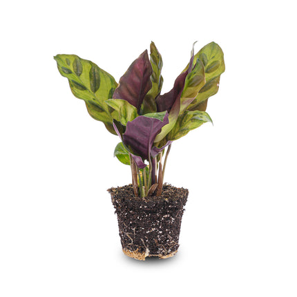 Calathea Lancifolia - Pauwenplant - Terrarium plant - Ø 6 cm