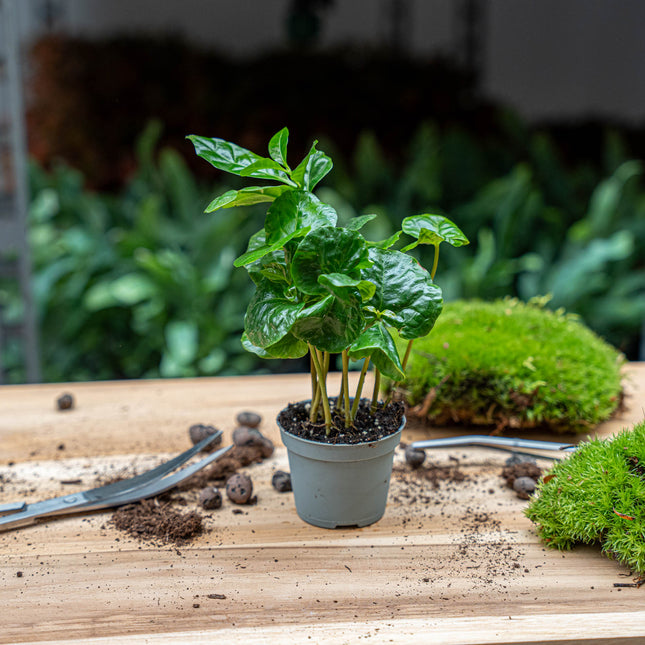 Coffea Arabica - Koffieplant - Terrarium plant - Ø 6 cm