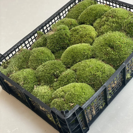 Levend kussentjes mos (Bolmos) - Volle tray met natuurlijk groen en vers mos