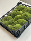 Levend kussentjes mos (Bolmos) - Volle tray met natuurlijk groen en vers mos
