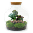 Planten terrarium - Fat Joe Coffea - Ecosysteem plant - ↑ 30 cm