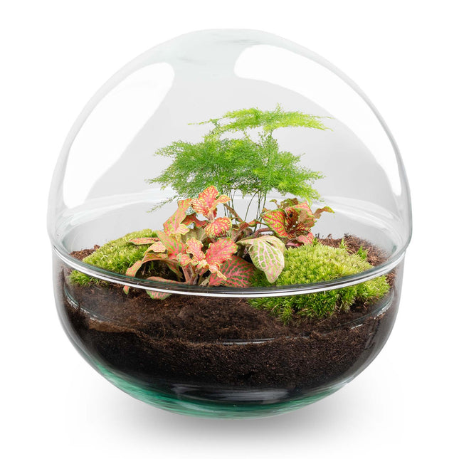 Planten terrarium - DIY - Dome Rood - Ecosysteem plant - ↑ 20 cm