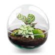 Dome - DIY Planten terrarium - Tweedelig bolglas - Ecosysteem plant - Ø 20 cm ↑ 20 cm