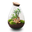 Drop XL Bonsai 'Rood' - DIY Planten terrarium - Ecosysteem plant - Ø 24 cm ↑ 37 cm