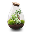 Planten terrarium - Drop XL Bonsai 'Groen' - Ecosysteem plant - ↑ 37 cm