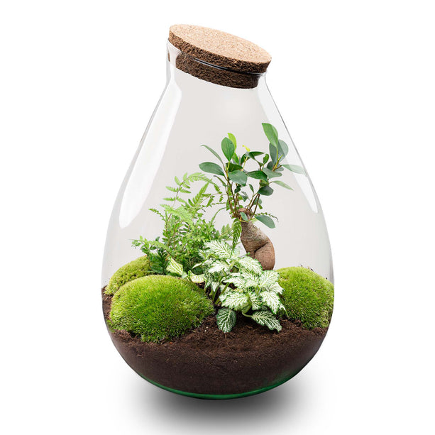 Planten terrarium - Drop XL Bonsai 'Groen' - Ecosysteem plant - ↑ 37 cm