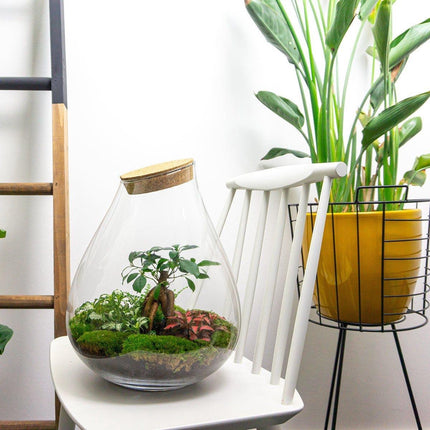 Drop XL Bonsai 'Rood' - DIY Planten terrarium - Ecosysteem plant - Ø 24 cm ↑ 37 cm