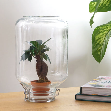 Easyplant - Planten terrarium - Mini-ecosysteem - ↑ 28 cm