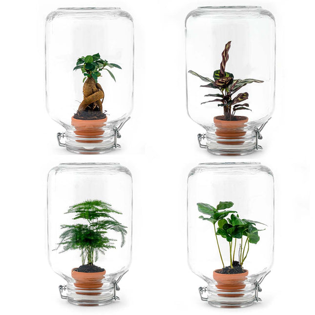 Easyplant - DIY Planten terrarium - Weckpot - Ecosysteem plant - Ø 18 cm ↑ 28 cm