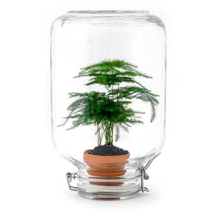 Easyplant - DIY Planten terrarium - Weckpot - Ecosysteem plant - Ø 18 cm ↑ 28 cm